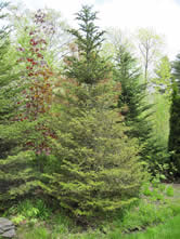 Fir with damage from and heavy infestation of elongate hemlock scale. Photo: Maine Forest Service
