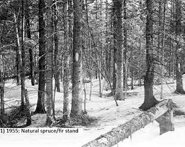 1955: Natural spruce/fir stand