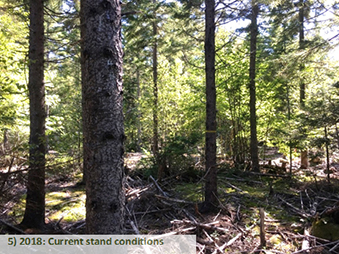 2018: Current stand conditions