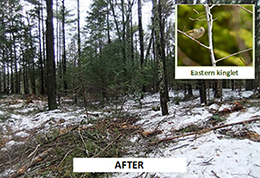 A mixed wood forest after a timber harvest.