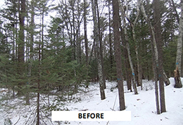A mixed wood forest before a timber harvest.