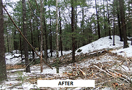 A mixed wood forest after a timber harvest.