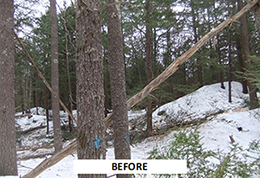 A mixed wood forest before a timber harvest.