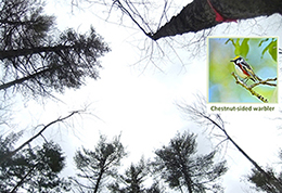 Looking up through a mixed wood forest after a timber harvest.