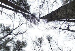 Looking up through a mixed wood forest before a timber harvest.