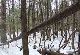 A mixed wood pole stand before a timber harvest.