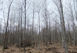 Image of a naturally established hardwood pole stand after a timber harvest.
