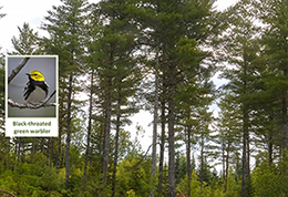 A natural white pine sawtimber stand five years after a timber harvest.