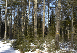 A natural white pine sawtimber stand before a timber harvest.