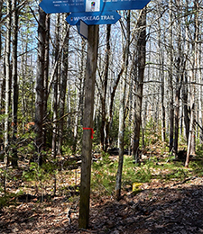 A naturally established white pine pole stand before a timber harvest.