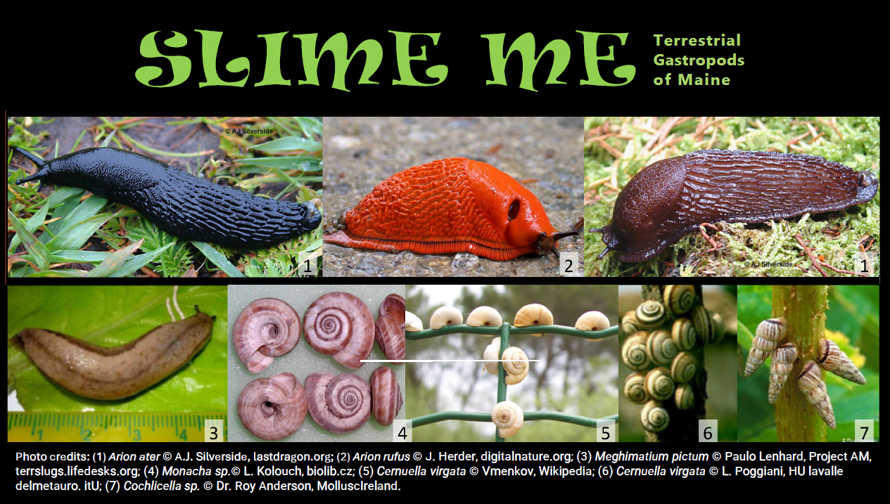 exotic snails and slugs