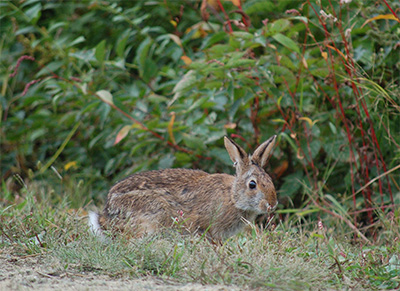 New England cottontail