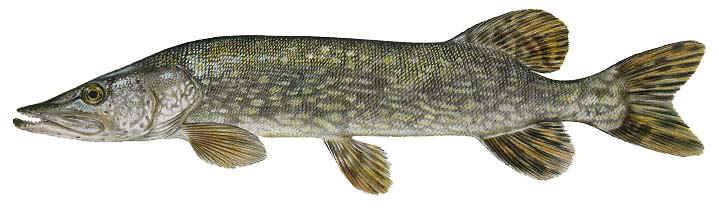 Pickerel/Pike