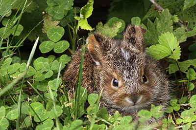 Snowshoe hare baby