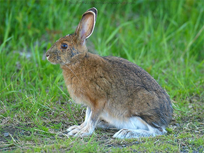 Snowshoe hare