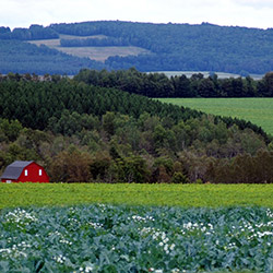 Scenic view of red barn near a field