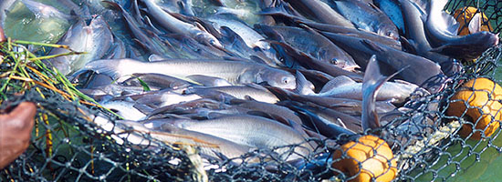 Catfish ready to be harvested