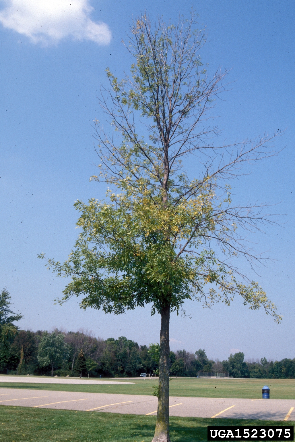 crown dieback (photo by Daniel Herms, The Ohio State University)