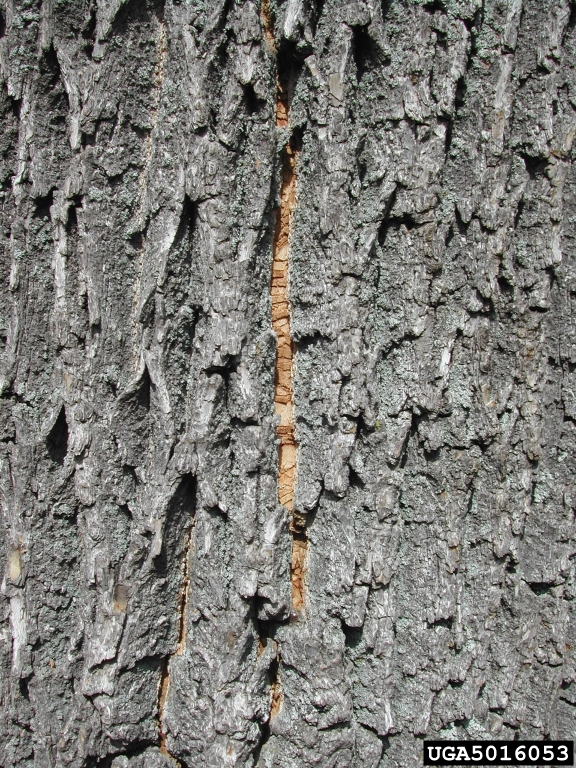bark split (photo by Pennsylvania Department of Conservation and Natural Resources - Forestry)