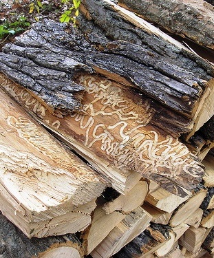 infested firewood (photo by Mike Kelly, Flickr)