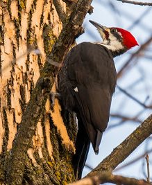 pileated woodpecker (photo by Rober Berry)