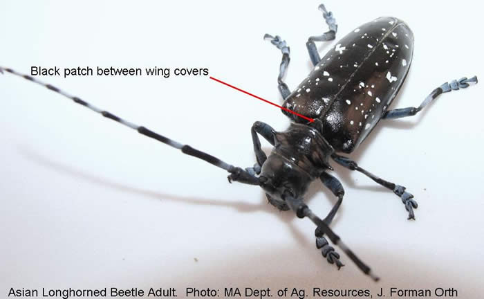 Adult Asian Longhorn Beetle
