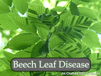 Beech Leaf Disease, Credit: Jim Chatfield, OSU Extension