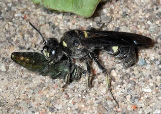 Cerceris fumipennis digger wasp with an emerald ash borer