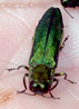 Adult emerald ash borer. Photo: Maine Department of Agriculture, Plant Industry.
