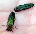 Adult emerald ash borers.  Photo: Maine Department of Agriculture, Plant Industry