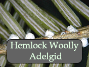 Hemlock woolly adelgid.  Photo: Maine Department of Agriculture, Plant Industry