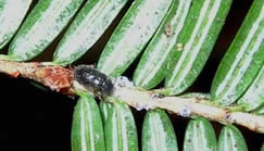 Laricobius nigrinus, minutes after release on hemlock twig (hemlock nymphs are black, rimmed with white wool)