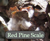 Red Pine Scale.