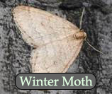 winter moth on side of tree