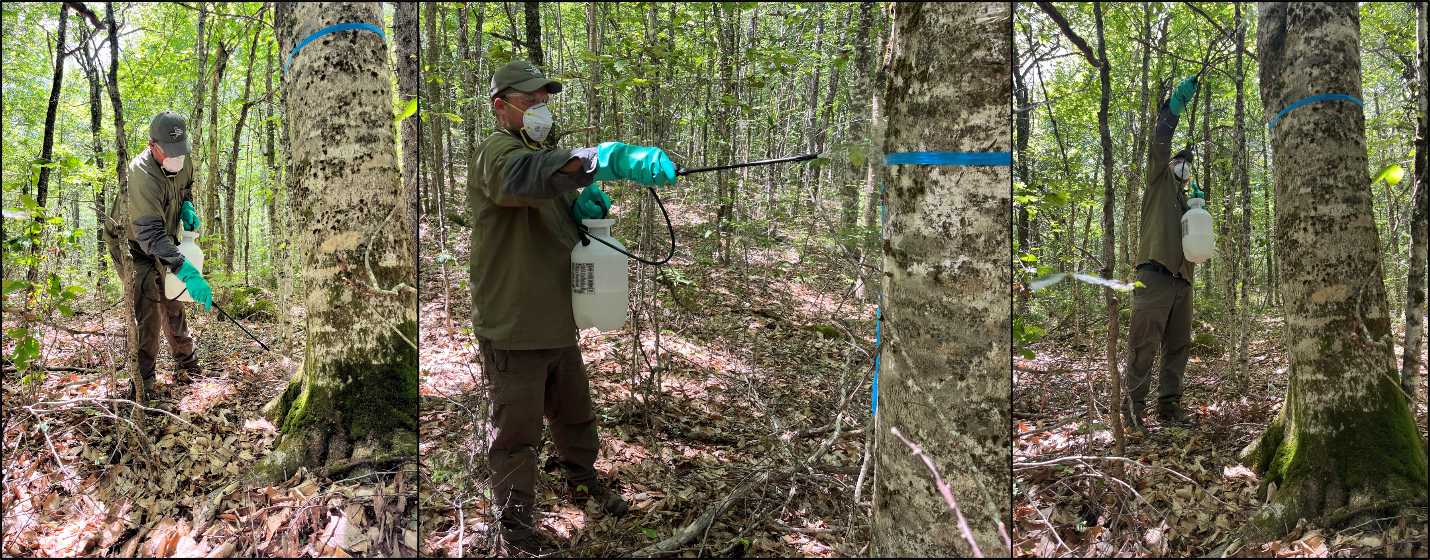 Image: Basal bark drenching using a potassium phosphite product to manage BLD symptoms.
