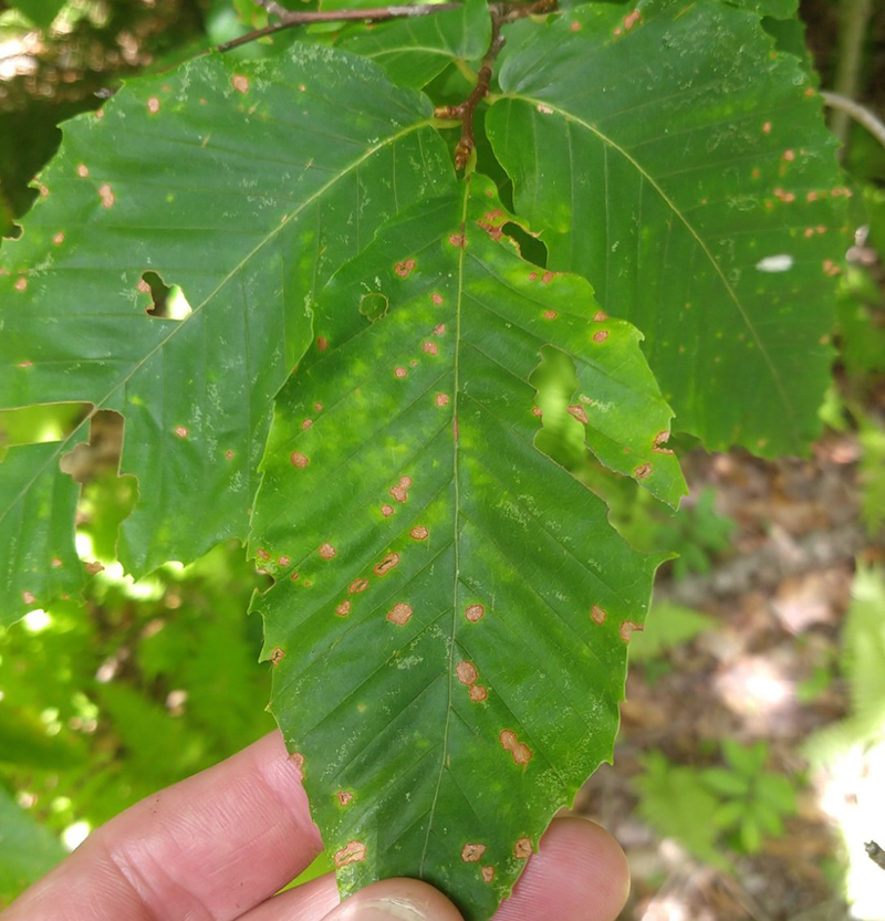 a close up picture of Beech anthracnose  - a lookalike for beech leaf disease