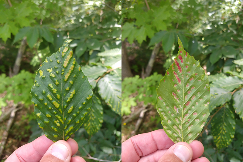 two pictures of erineum gall - a lookalike for beech leaf disease