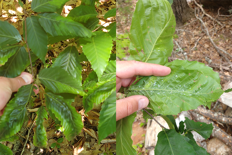 two pictures of woolly beech aphid - a lookalike for beech leaf disease