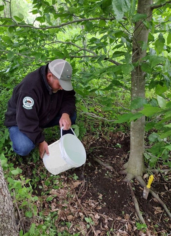Image: Soil drenching using PolyPhosphite 30 to manage BLD symptoms.