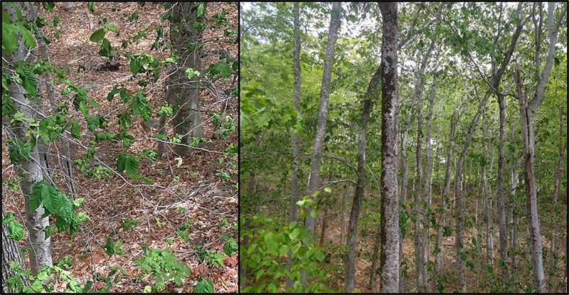 several pictures show a beech stand impacted by beech leaf disease