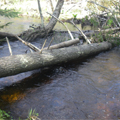 Tree dropped into stream to create fisheries habitat.