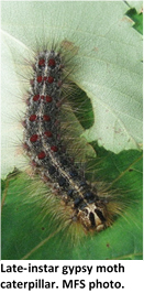 Gypsy Moth late instar caterpillar