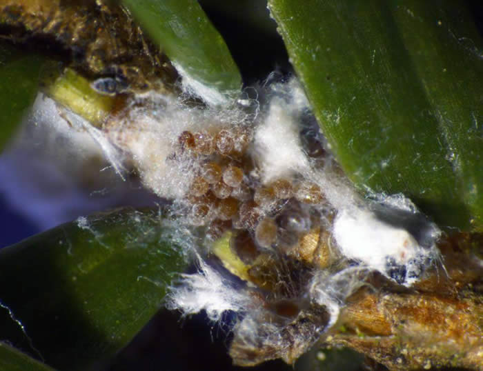 Hemlock woolly adelgid eggs Photo: USFS