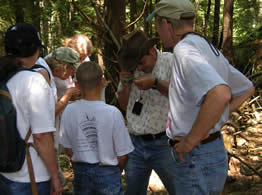 Volunteers learn how to identify hemlock woolly adelgid.  Photo: Maine Forest Service