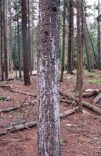 Infested spruce with copius resin flow.  Photo: Canadian Forest Service