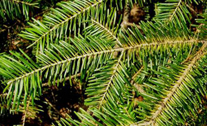 Mite damage on balsam fir.  Photo:  Maine Forest Service, Forest Health & Monitoring, Photo Collection  