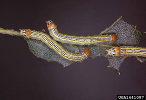 Orangehumped Mapleworm Larva  Photo: USDA Forest Service - Rocky Mountain Region Archives, USDA Forest Service, Bugwood.org