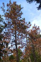 Red Pine Scale in red pine stand
