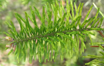 Needle discoloration caused by heavy elongate hemlock scale population on fir.  Photo: Maine Forest Service