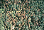 Spruce Budworm Defoliation